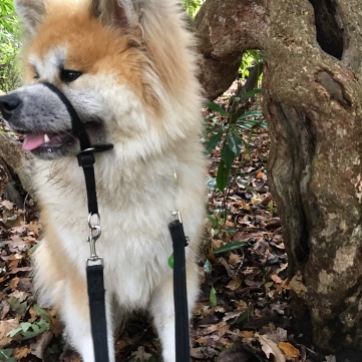 Dog in a Forrest