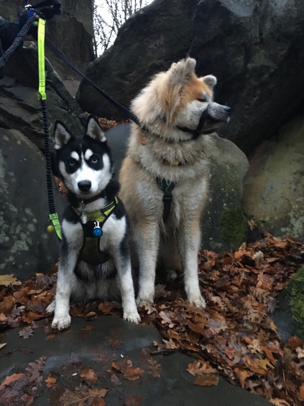 Husky and Akita Birkenhead park rocks