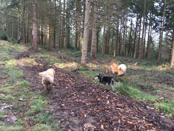 Forest run with dogs