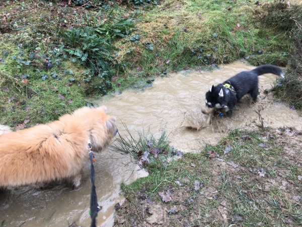 dogs in mud