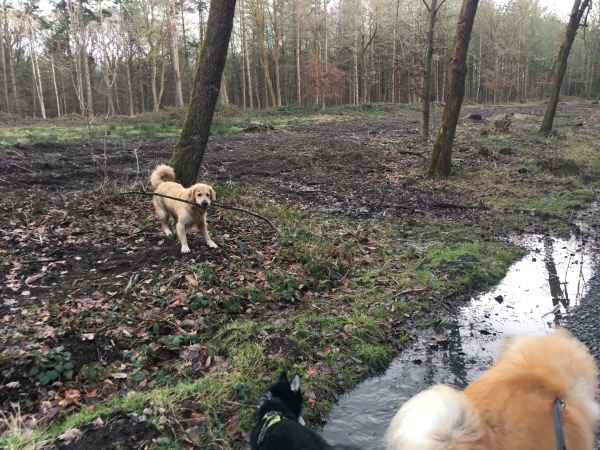 Retriever teasing the other dogs
