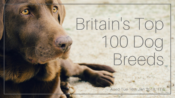 Britain's Top 100 Dog Breeds