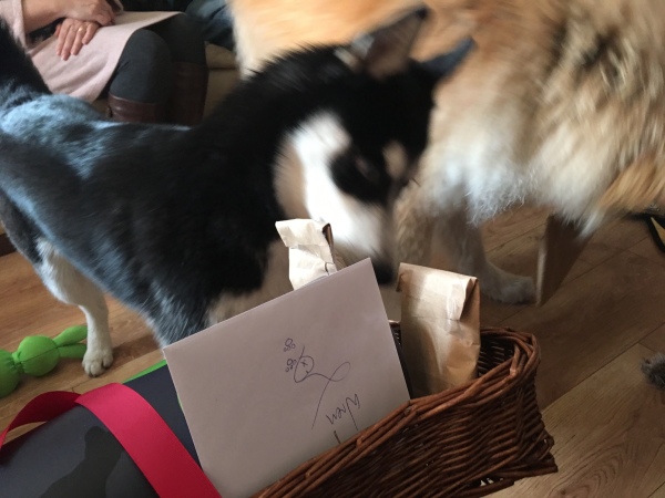 Husky steals birthday present