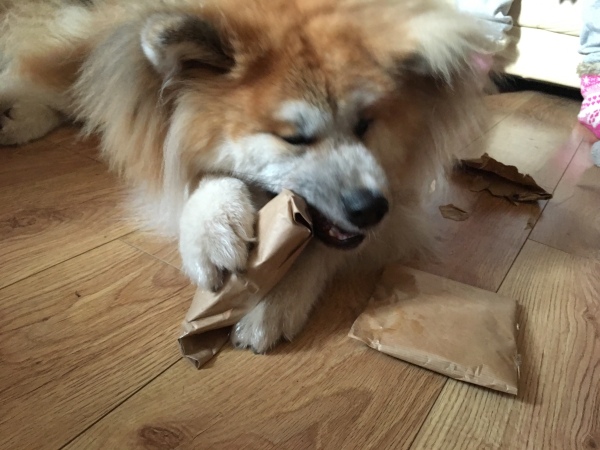 Dog chewing paper