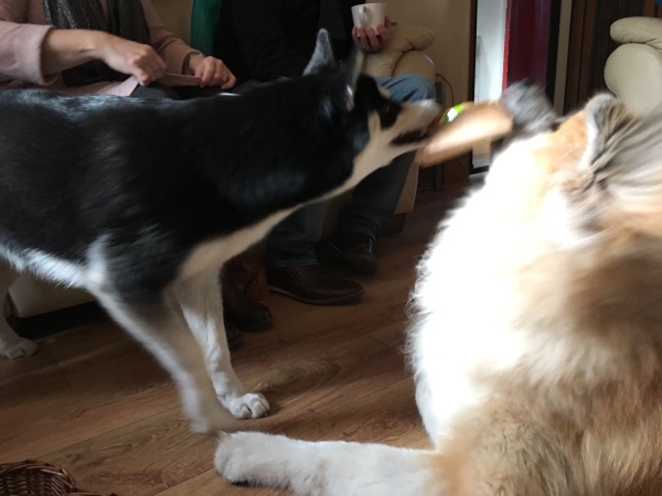 Dogs arguing over birthday present