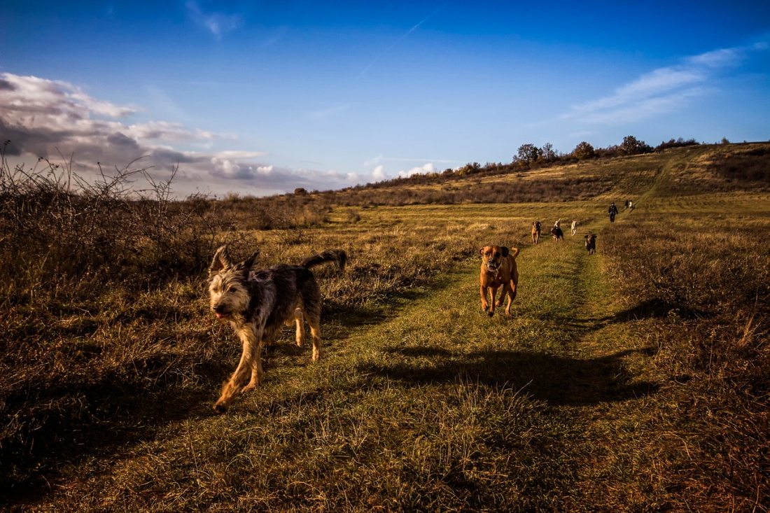 Dogs in countryside